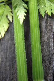 Attēlu rezultāti vaicājumam “Anthriscus sylvestris leaf”