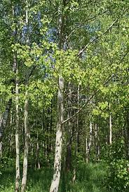 Attēlu rezultāti vaicājumam “Populus”