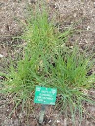 Attēlu rezultāti vaicājumam “Dactylis glomerata subsp. glomerata”