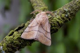 Attēlu rezultāti vaicājumam “Malacosoma neustria”