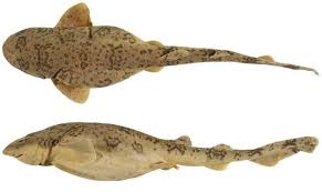 Image result for Cephaloscyllium laticeps