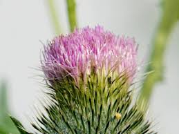 Attēlu rezultāti vaicājumam “Cirsium vulgare flower”