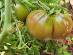 Afbeeldingsresultaat voor blushing yellow tomato