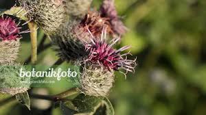 Attēlu rezultāti vaicājumam “Arctium tomentosum flower”