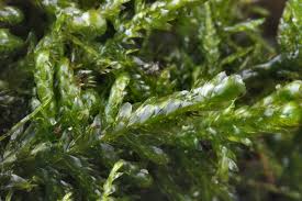 Attēlu rezultāti vaicājumam “Neckera complanata”