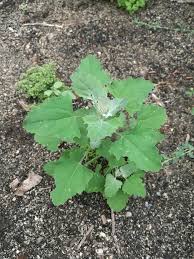 Attēlu rezultāti vaicājumam “Chenopodium album leaf”