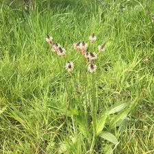 Attēlu rezultāti vaicājumam “Plantago lanceolata flower”