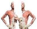  BODIES : The Exhibition Spurs Controversy