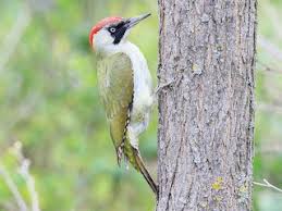 Attēlu rezultāti vaicājumam “Picus viridis”