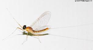 Attēlu rezultāti vaicājumam “Heptagenia sulphurea”