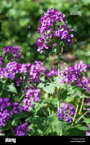 Attēlu rezultāti vaicājumam “Lunaria annua flower”