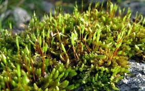 Attēlu rezultāti vaicājumam “Pleurocarpous mosses sporophyte”
