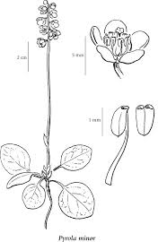 Attēlu rezultāti vaicājumam “Pyrola minor”