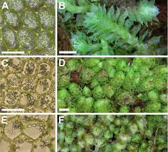 Attēlu rezultāti vaicājumam “Lophozia capitata”