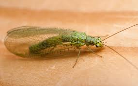 Attēlu rezultāti vaicājumam “Chrysopa”