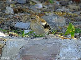 Attēlu rezultāti vaicājumam “Fringilla coelebs juvenile”