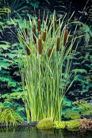 Attēlu rezultāti vaicājumam “Typha latifolia”