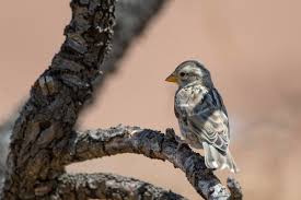 Image result for Petronia petronia