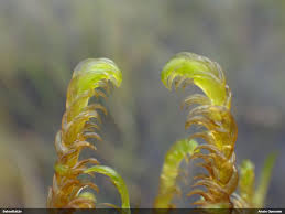 Attēlu rezultāti vaicājumam “Hamatocaulis lapponicus”