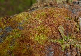 Attēlu rezultāti vaicājumam “Barbeyella minutissima spores”