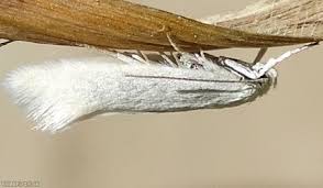 Attēlu rezultāti vaicājumam “Elachista argentella”