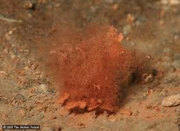 Attēlu rezultāti vaicājumam “Arcyria incarnata macro”