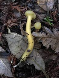 Attēlu rezultāti vaicājumam “Leotia lubrica”