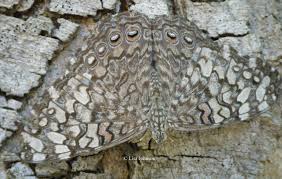 Attēlu rezultāti vaicājumam “Badhamia dubia sessile”