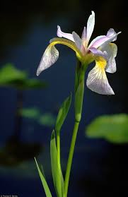 Attēlu rezultāti vaicājumam “Iris rosenbachiana flower”