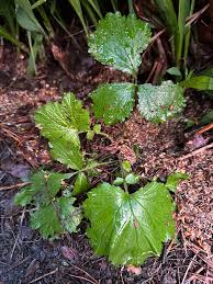 Attēlu rezultāti vaicājumam “Geum urbanum leaf”