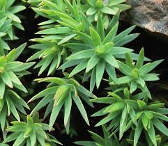 Attēlu rezultāti vaicājumam “Pogonatum urnigerum”