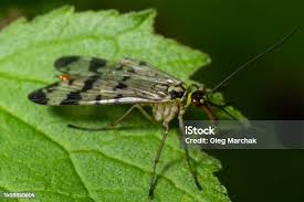 Attēlu rezultāti vaicājumam “Panorpa communis imago”