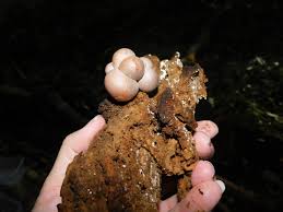 Attēlu rezultāti vaicājumam “Lycogala flavofuscum spores”