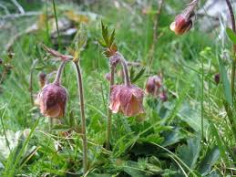 Image result for Geum rivale