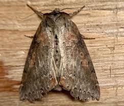 Attēlu rezultāti vaicājumam “Drepanidae”