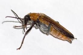 Attēlu rezultāti vaicājumam “Anogcodes melanurus”