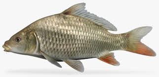 Image result for Carpiodes cyprinus