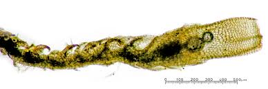 Attēlu rezultāti vaicājumam “Cephaloziella elachista macro”