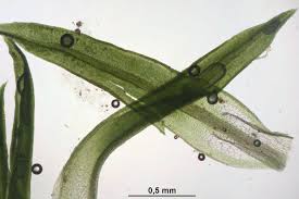 Attēlu rezultāti vaicājumam “Bryoerythrophyllum recurvirostrum”
