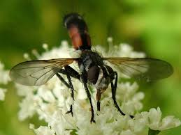 Attēlu rezultāti vaicājumam “Cylindromyia sp.”