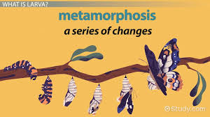 Attēlu rezultāti vaicājumam “larva”