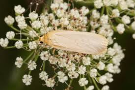 Attēlu rezultāti vaicājumam “Eilema depressa”