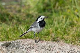 Attēlu rezultāti vaicājumam “Motacilla alba nest”