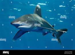 Image result for Carcharhinus longimanus