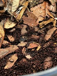 Attēlu rezultāti vaicājumam “Cribraria rubiginosa spores”