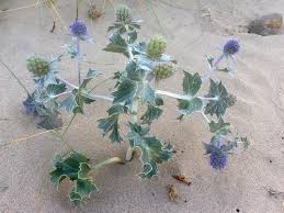 Attēlu rezultāti vaicājumam “Eryngium maritimum”