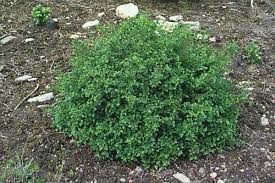 Attēlu rezultāti vaicājumam “Ribes alpinum”