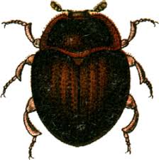 Attēlu rezultāti vaicājumam “Anisotoma humeralis”