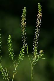 Attēlu rezultāti vaicājumam “Lepidium densiflorum flower”