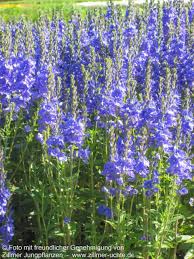 Image result for Veronica teucrium